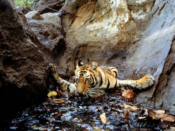 Tiger Snapped by Camera Trap