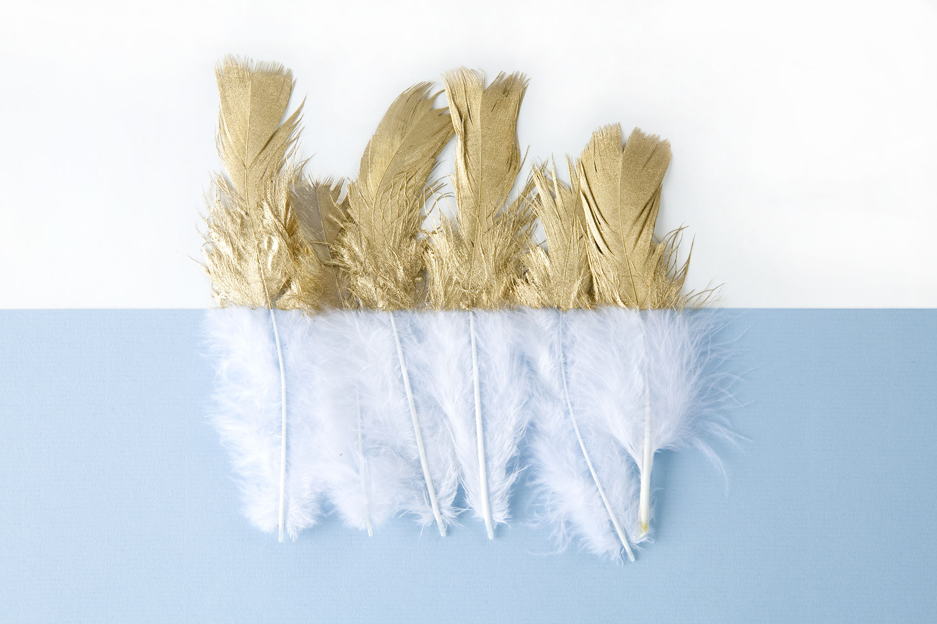 a white feather painted over half of its length