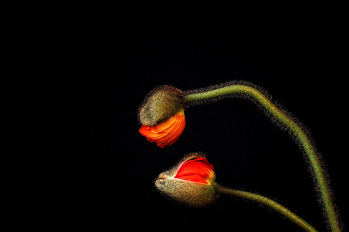 holger droste