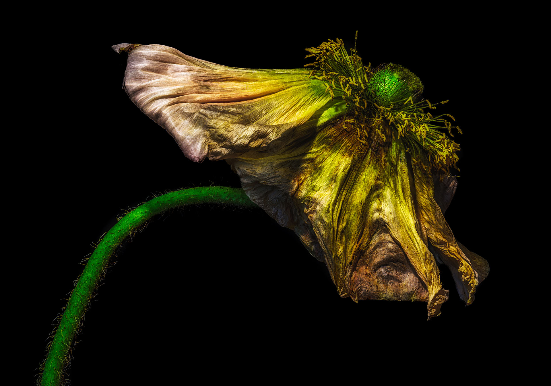 single isolated fading yellow golden green satin:silk poppy blossom