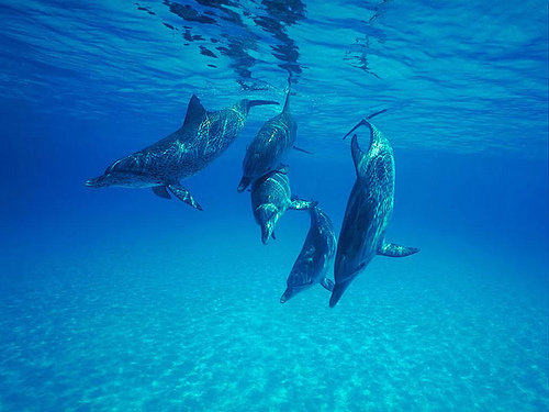 5 dolphins by Jay Ebberly