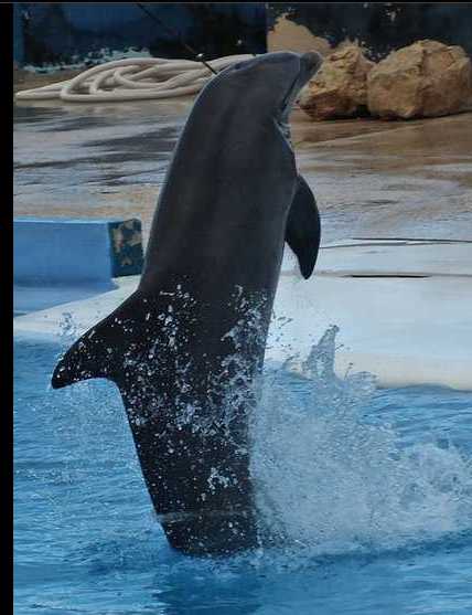 A dolphin standing and swimming
