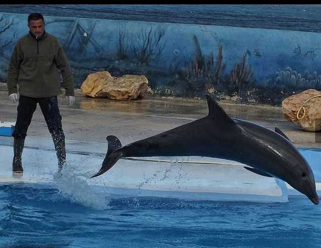 A jumping dolphin in the dolphin display at Mediterraneo Bio Park