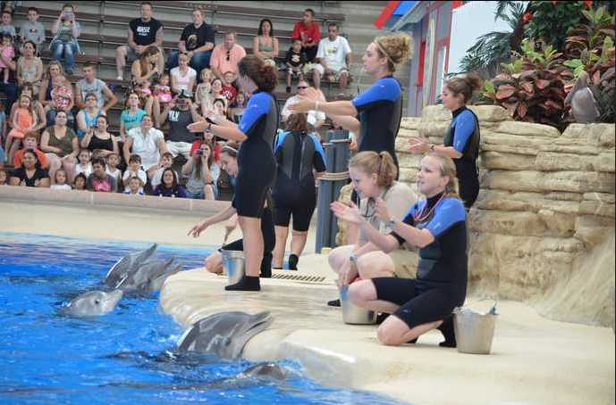 Brookfield Zoo Dolphin Show 066