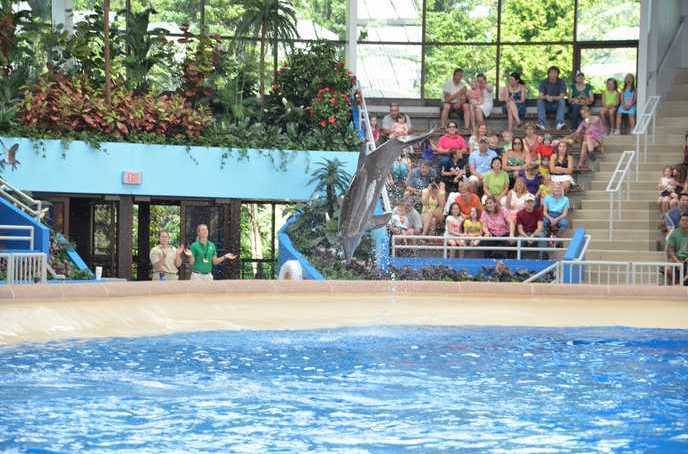 Brookfield Zoo Dolphin Show 071