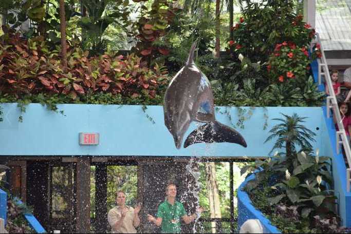 Brookfield Zoo Dolphin Show 072