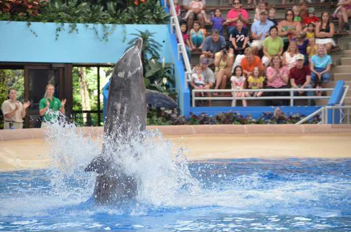 Brookfield Zoo Dolphin Show 076
