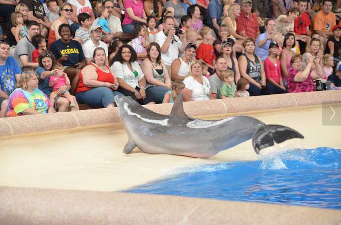 Brookfield Zoo Dolphin Show 082
