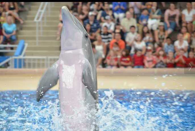 Brookfield Zoo Dolphin Show 091