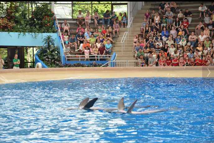 Brookfield Zoo Dolphin Show 096