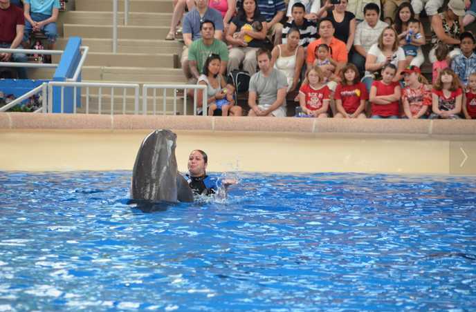 Brookfield Zoo Dolphin Show 098