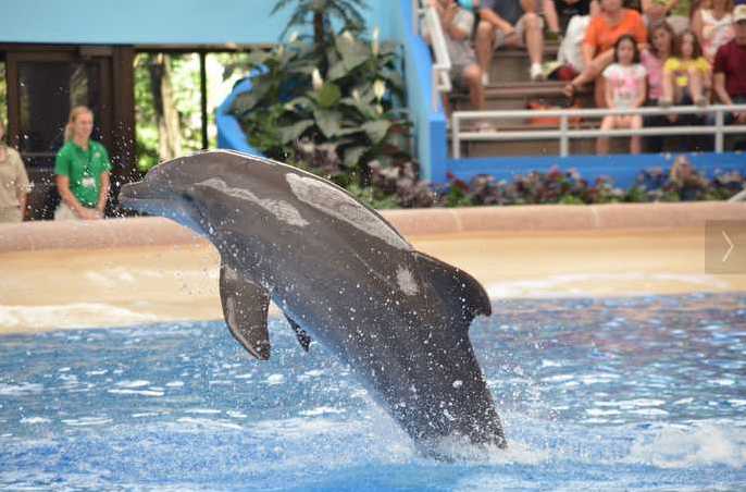Brookfield Zoo Dolphin Show 103