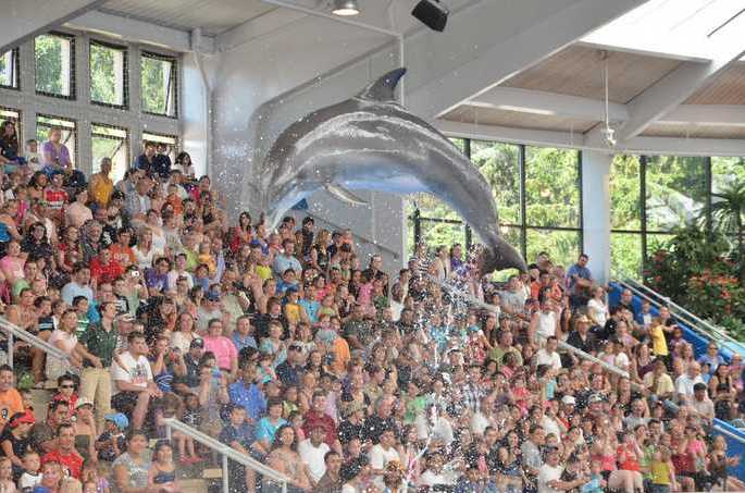 Brookfield Zoo Dolphin Show 115
