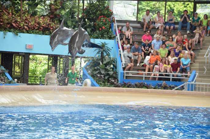 Brookfield Zoo Dolphin Show 118