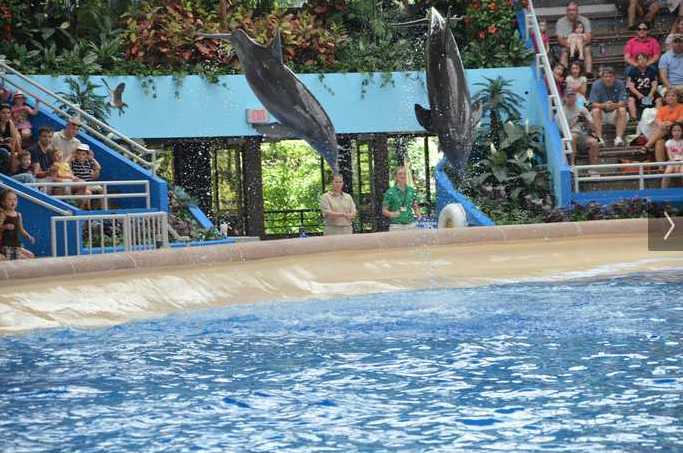 Brookfield Zoo Dolphin Show 120