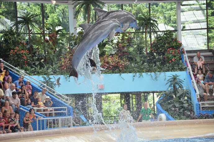 Brookfield Zoo Dolphin Show 121