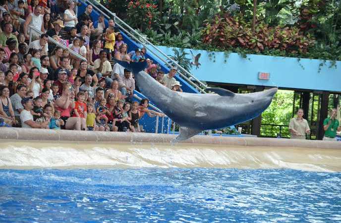 Brookfield Zoo Dolphin Show 124