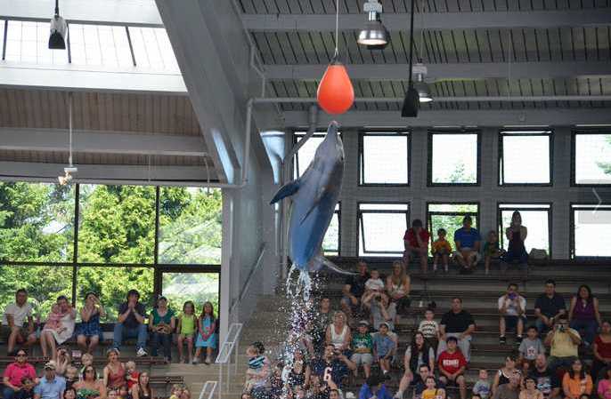 Brookfield Zoo Dolphin Show 127