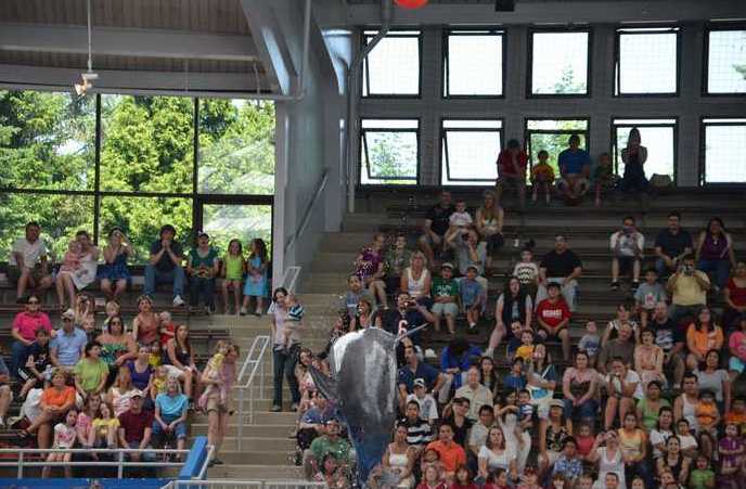 Brookfield Zoo Dolphin Show 129