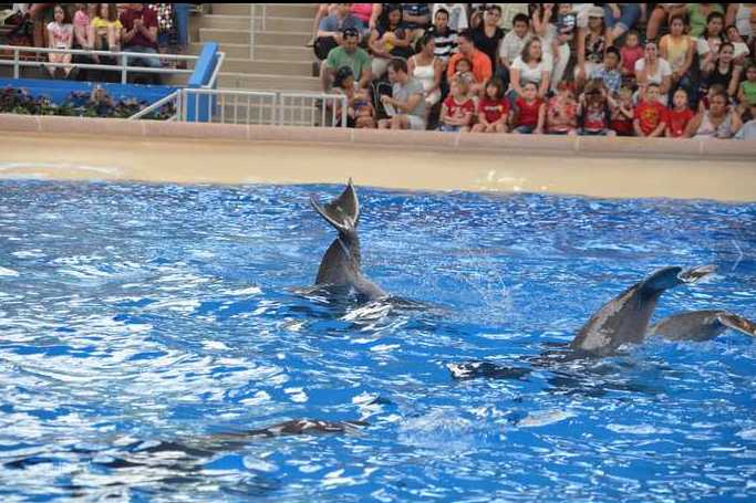 Brookfield Zoo Dolphin Show 132