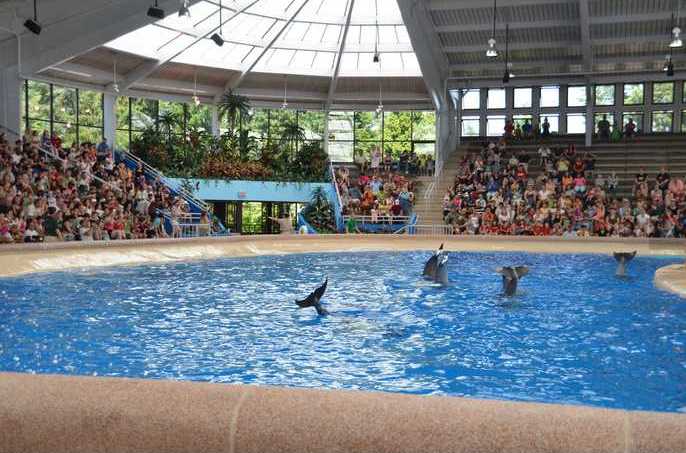 Brookfield Zoo Dolphin Show 133