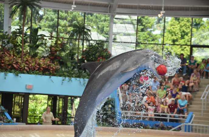 Brookfield Zoo Dolphin Show
