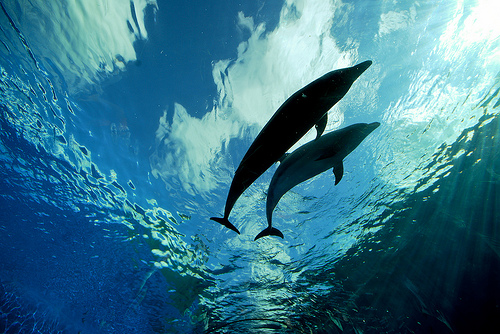 Deep Blue Dolphin Love by Patrik Jones