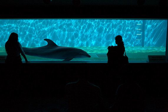 Dolphin Encounter by Alex Federowicz