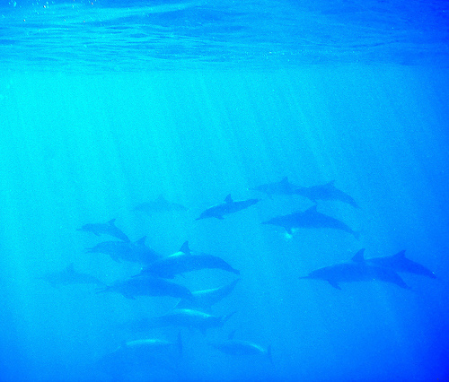 Dolphin Song by Steve Jurvetson