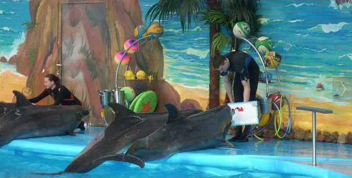 Dolphins are drawing a picture