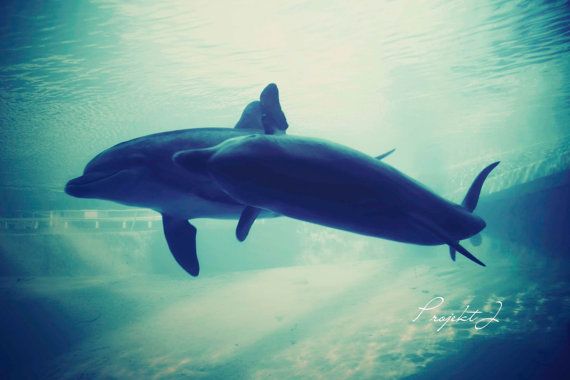 Just Keep Swimming by Jessi