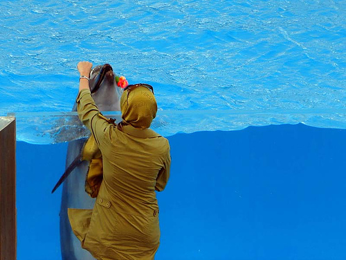 The Dolphin Gives Girl a Rose – With Love by Hamed Saber