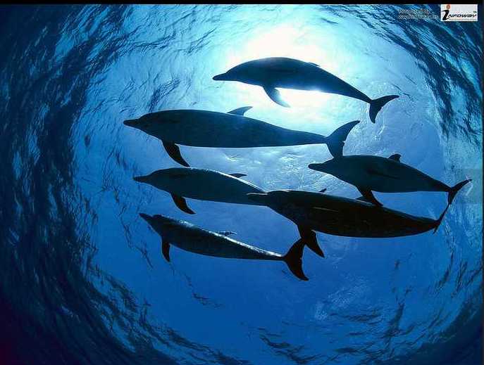 atlantic spotted dolphins bahamas pictures underwater photos