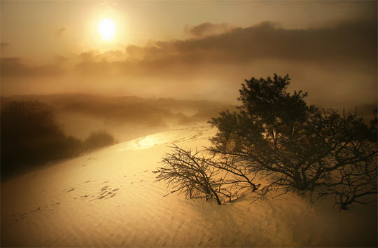 b.neeleman