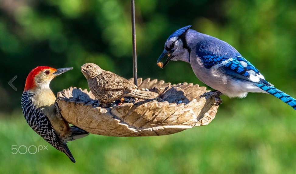 A blue jay and red bellied woodpecker enjoy a meal
