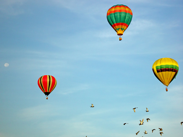 Balloons and Birds