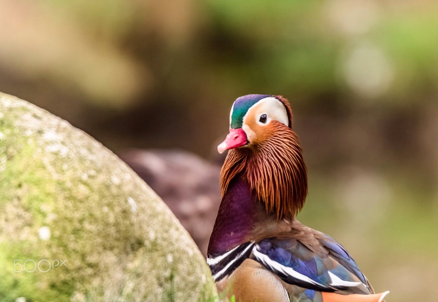 Canard mandarin