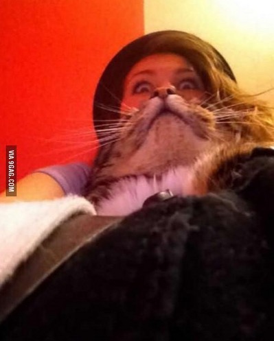 Perfect timing cat image