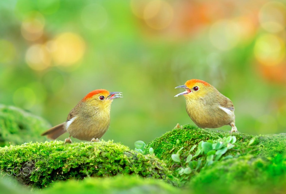 Two Cuties' Fighting