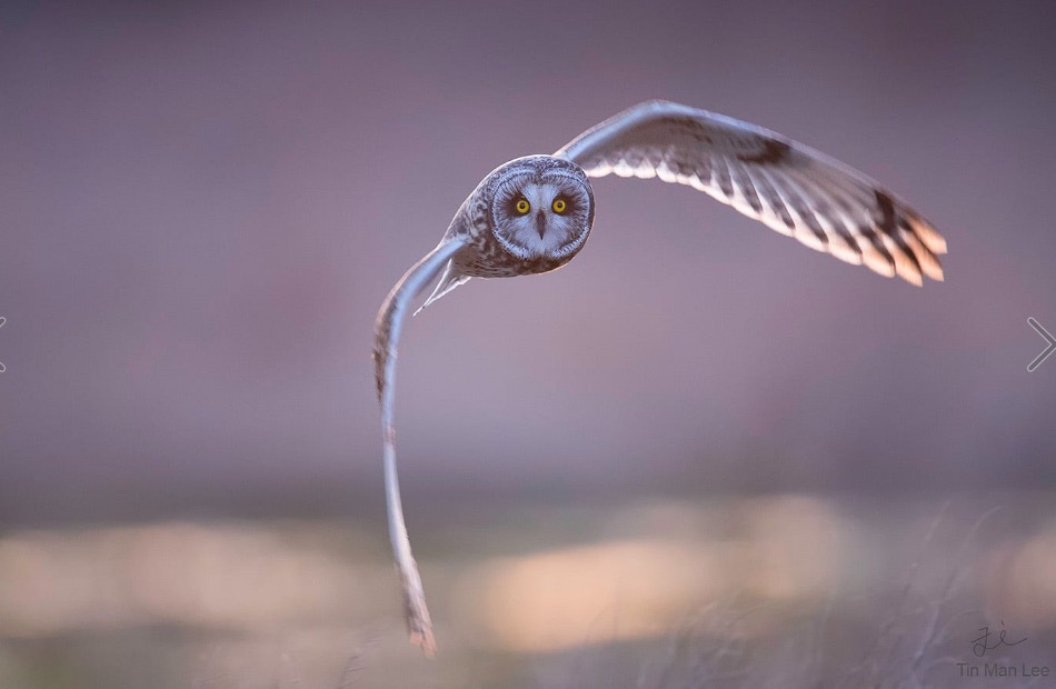 short-eared owl incoming