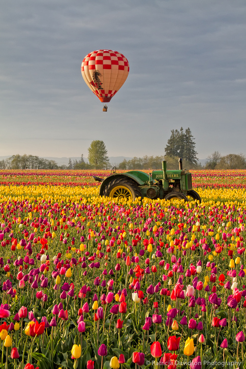 tractor-tulips-balloon
