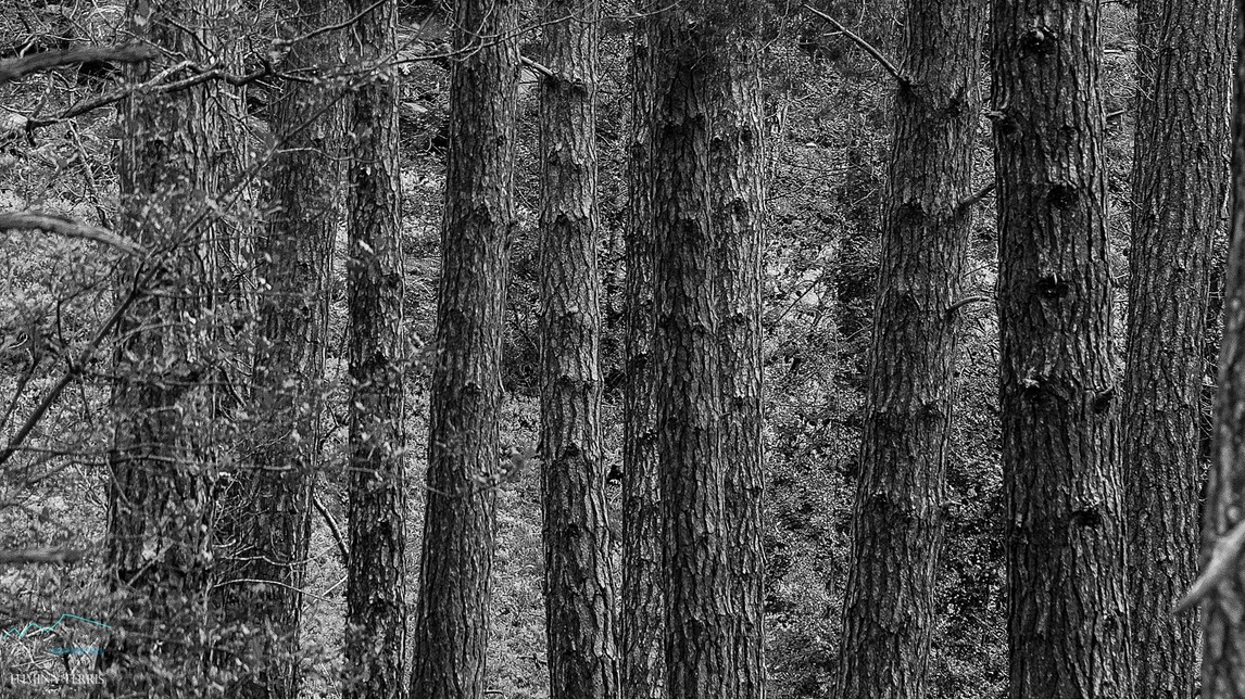 BOSQUE II