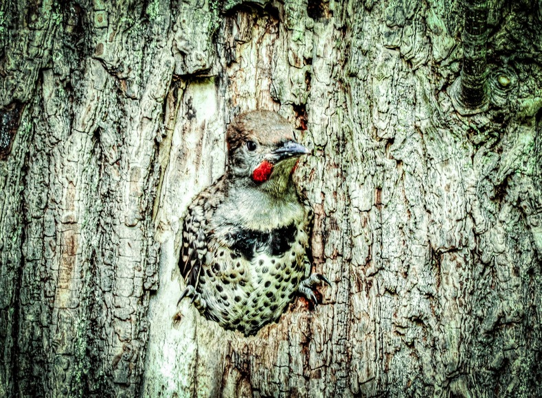 Bird Camouflage