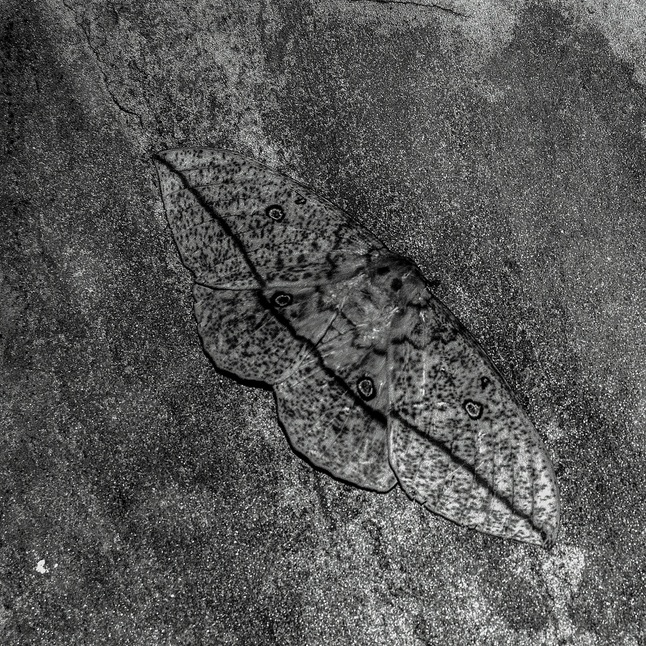 Camouflage Butterfly