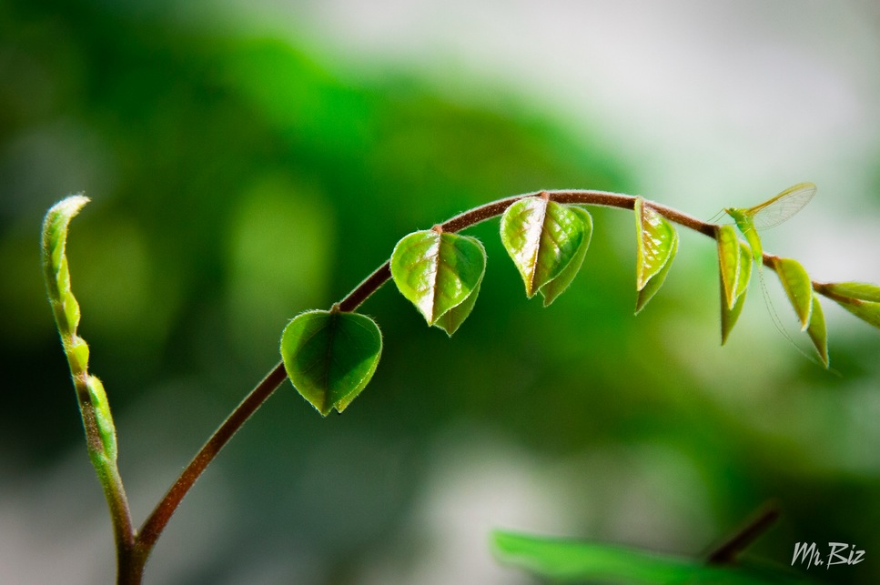 Camouflage leaf