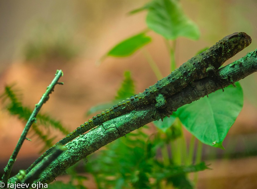 Camouflage...