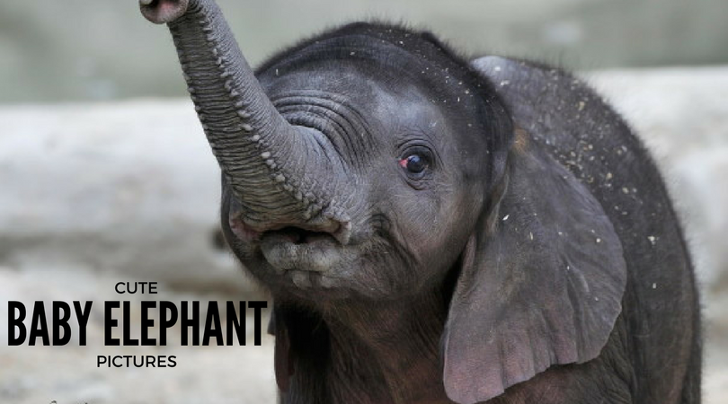 Cute baby elephants