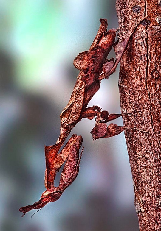 Ghost Mantid
