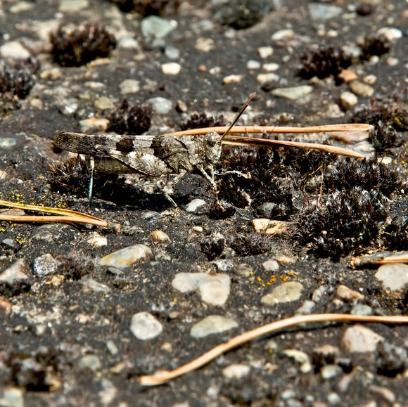 Grasshopper Camouflage