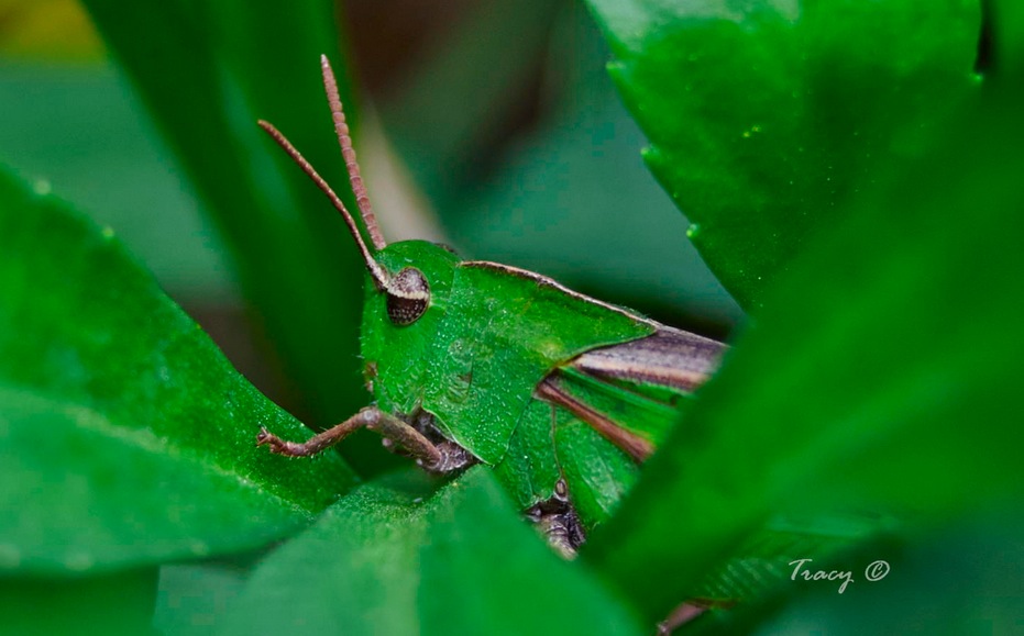 Green Grasshopper